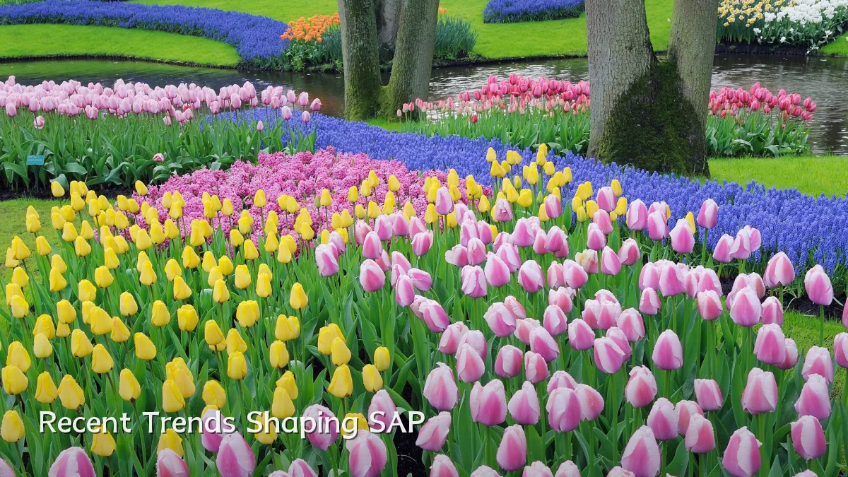 Recent Trends Shaping SAP
