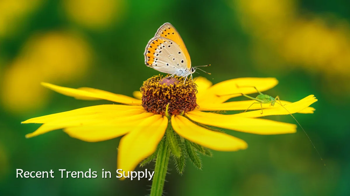 Recent Trends in Supply
